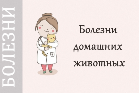 болезни кошек