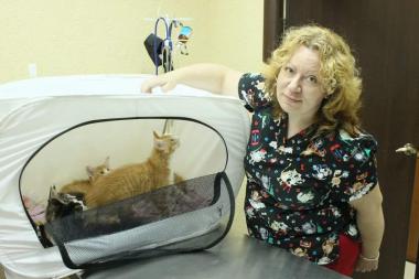 Коты породы Мейнкун перед вакцинацией
